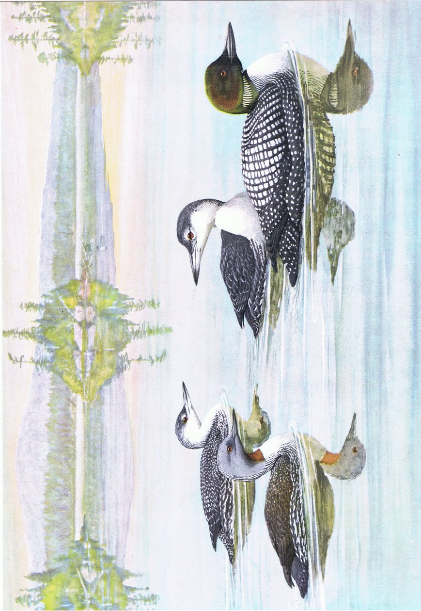 北美东部和中部美国鸟类自然史的插图。作者：Bramhall House c.1970 作者 路易斯·阿加西兹·富埃特斯