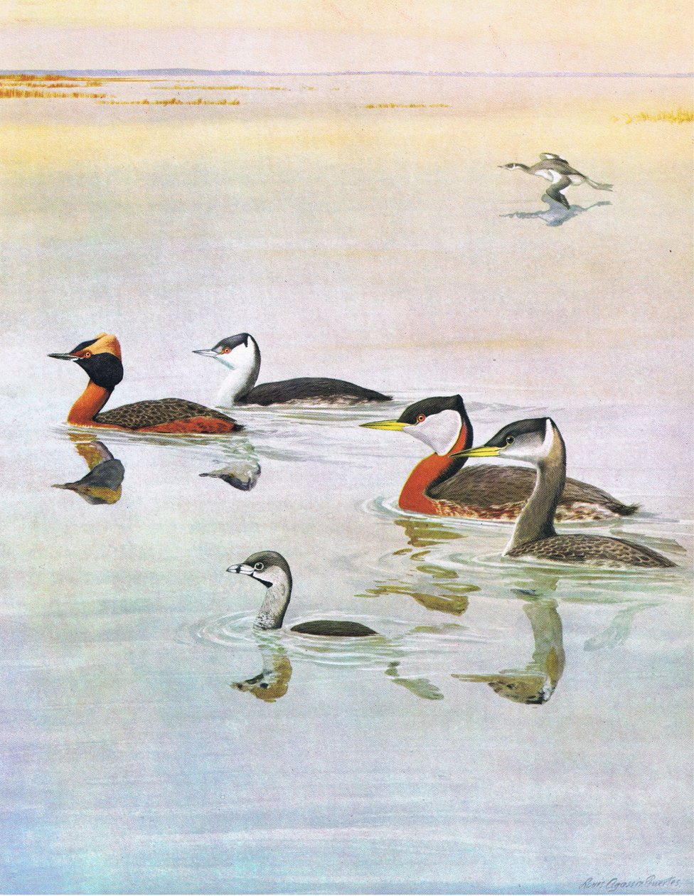 北美东部和中部美国鸟类自然史的插图。作者：Bramhall House c.1970 作者 路易斯·阿加西兹·富埃特斯