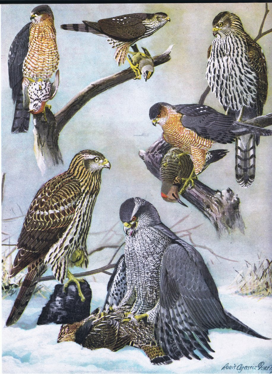 尖皮鹰，Coopers Hawk，东部苍鹰 作者 路易斯·阿加西兹·富埃特斯