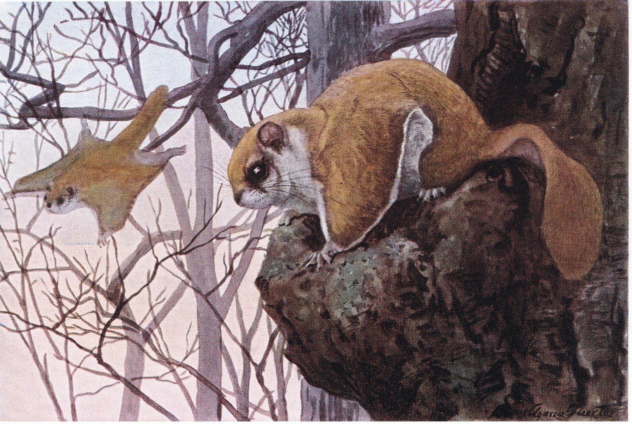 Southern Flying Squirrel有滑膜 作者 路易斯·阿加西兹·富埃特斯