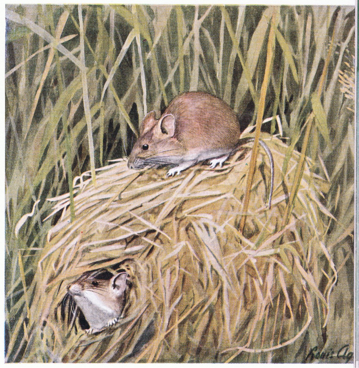 Western Harvest Mouse在一个草窝里生活和繁殖 作者 路易斯·阿加西兹·富埃特斯