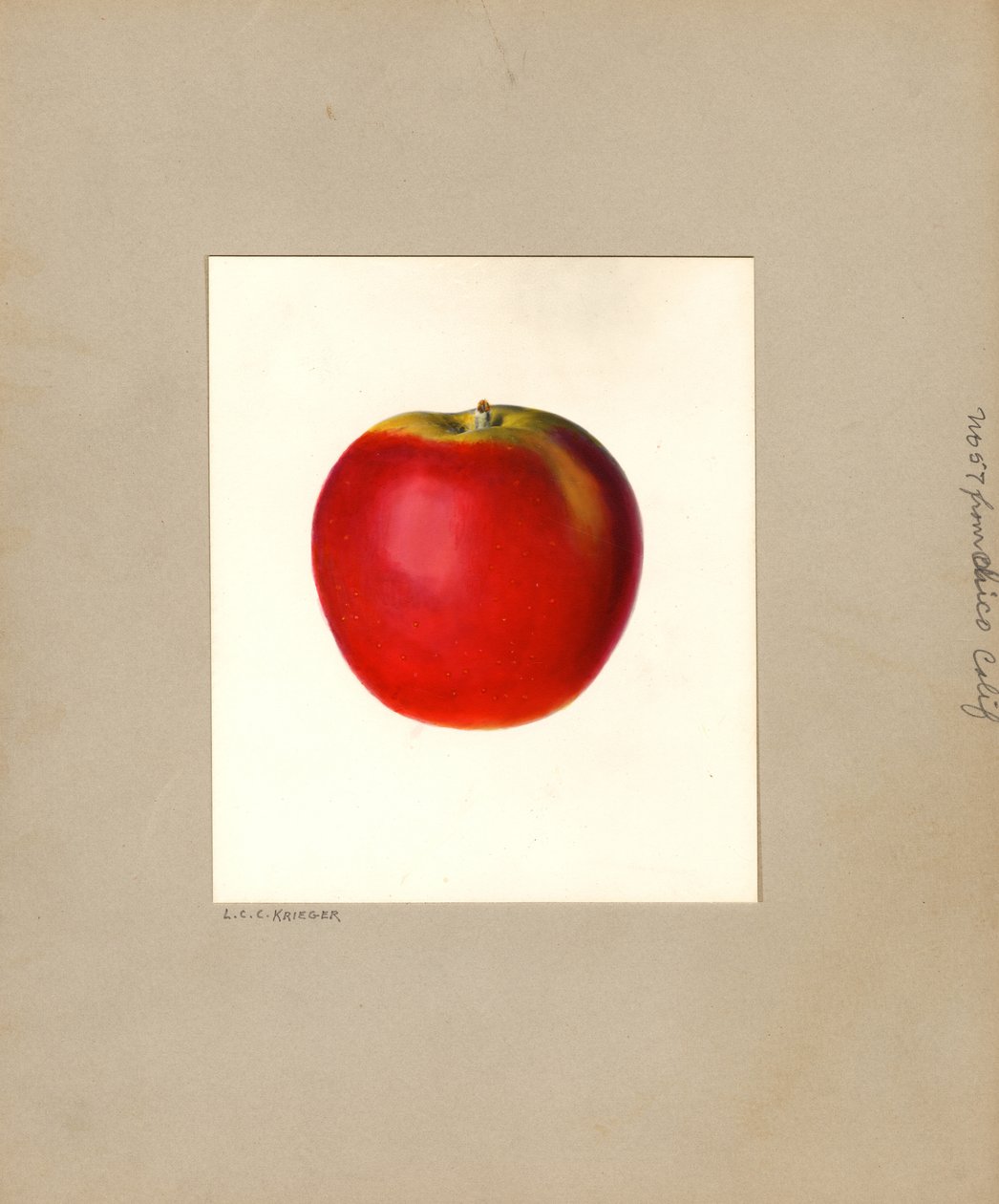 苹果（Malus domestica：第 57 号）（水彩画） 作者 路易斯·查尔斯·克里斯托弗·克里格