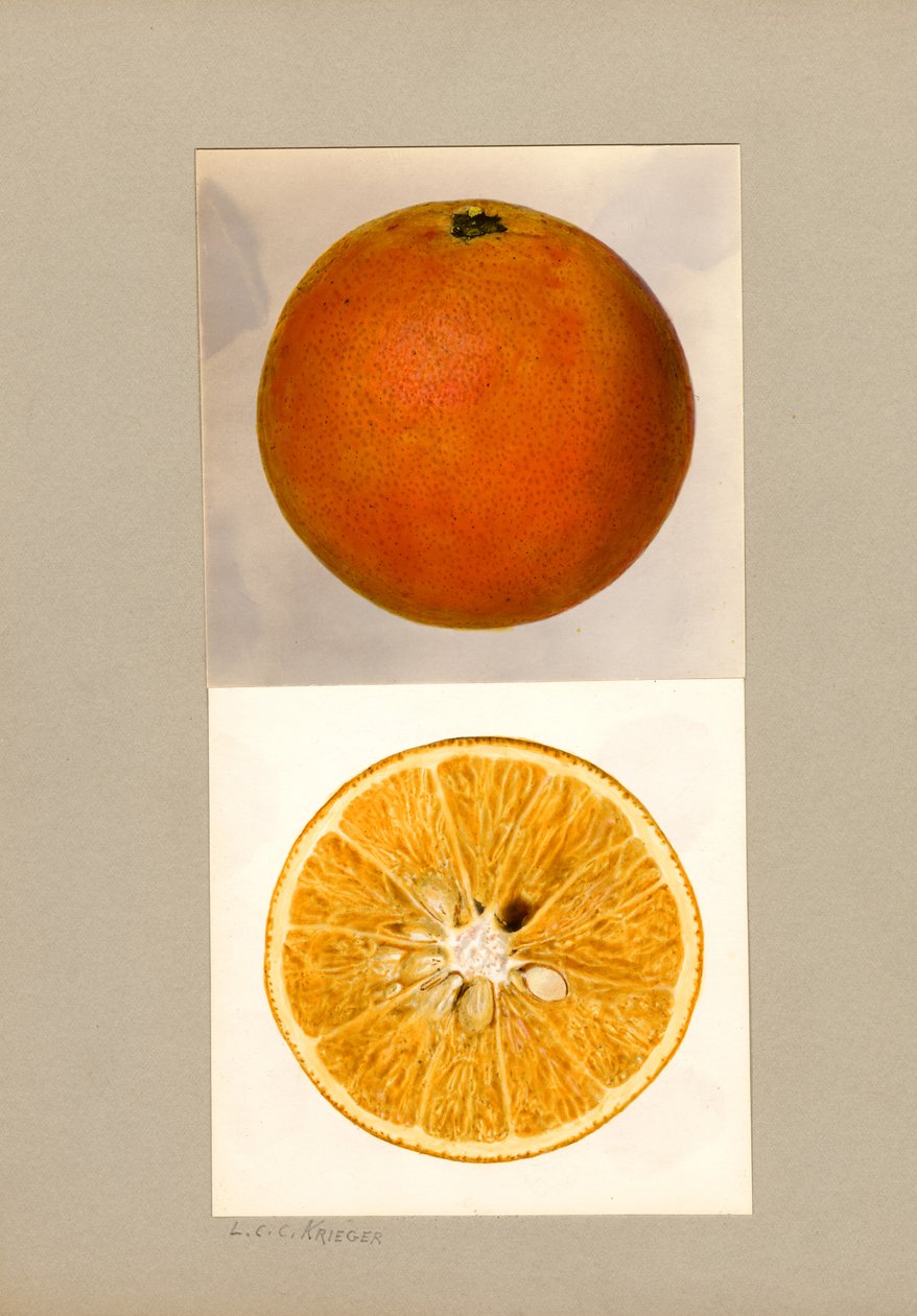 菠萝橙（Citrus sinensis） 作者 路易斯·查尔斯·克里斯托弗·克里格