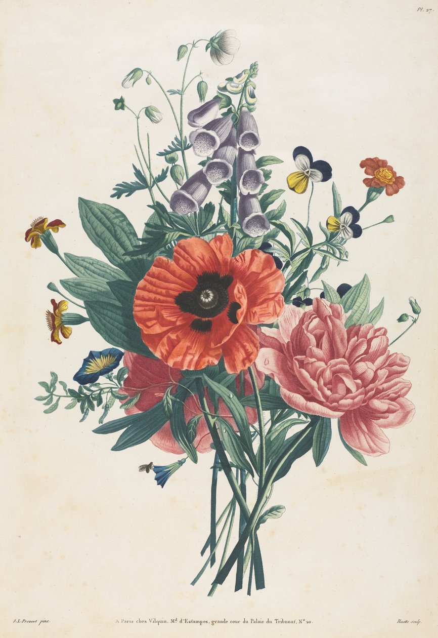 仿自然花果画集：  狐尾草、铁线莲、三色堇、牡丹、罂粟和黄萱草花束 作者 路易斯·查尔斯·鲁特