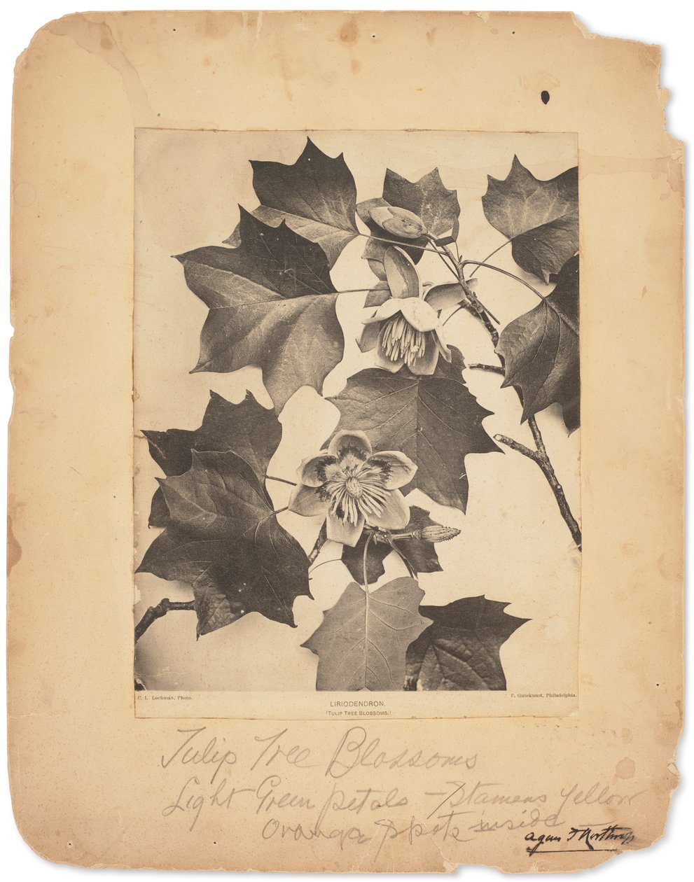 蒂芙尼工作室，约 1898-1920 年（黑白照片） 作者 路易斯·康福特·蒂芙尼