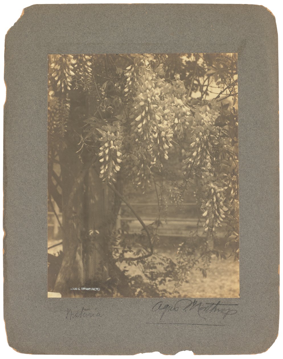 蒂芙尼工作室，c.1898-1920（黑白照片） 作者 路易斯·康福特·蒂芙尼