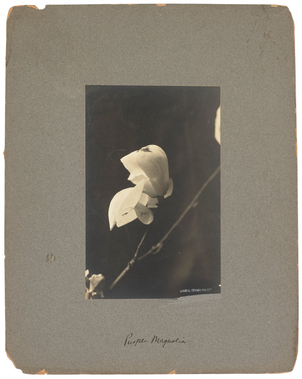 蒂芙尼工作室，约 1898-1920 年（黑白照片） 作者 路易斯·康福特·蒂芙尼