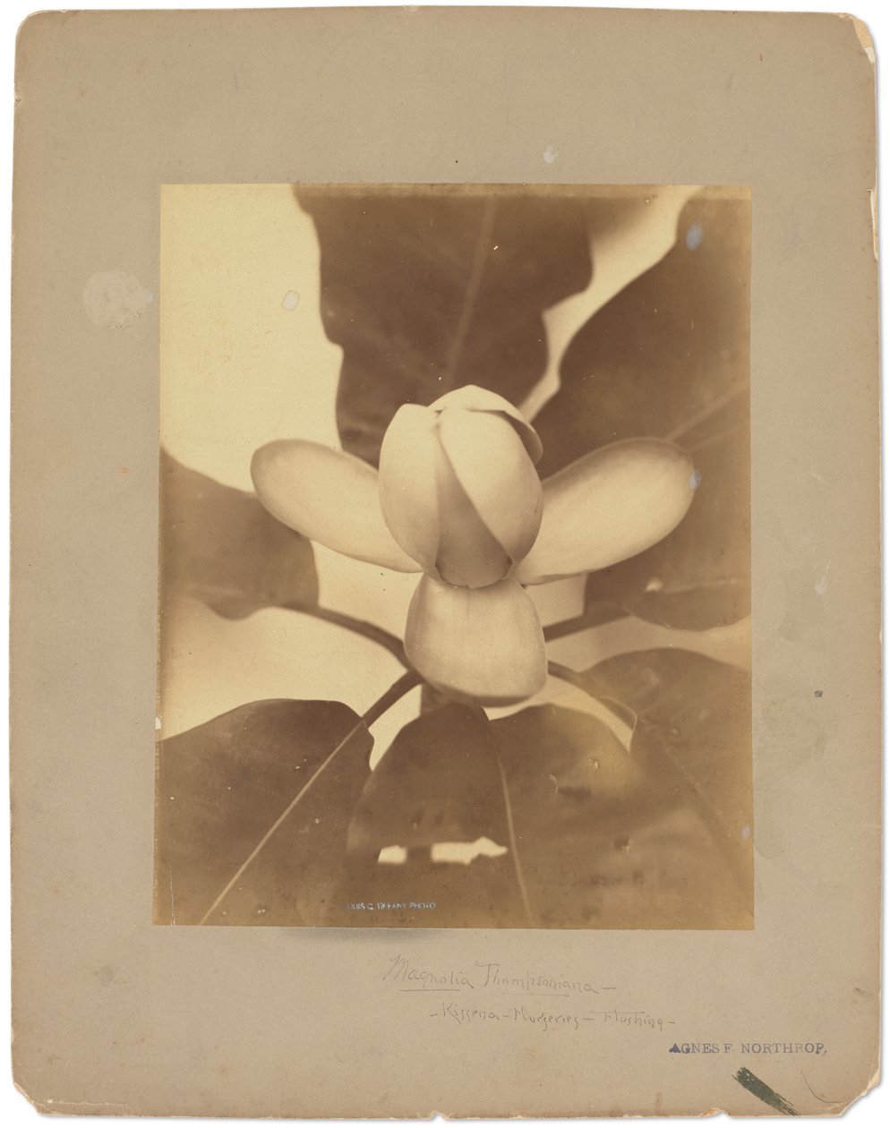 蒂芙尼工作室，约 1898-1920 年（黑白照片） 作者 路易斯·康福特·蒂芙尼