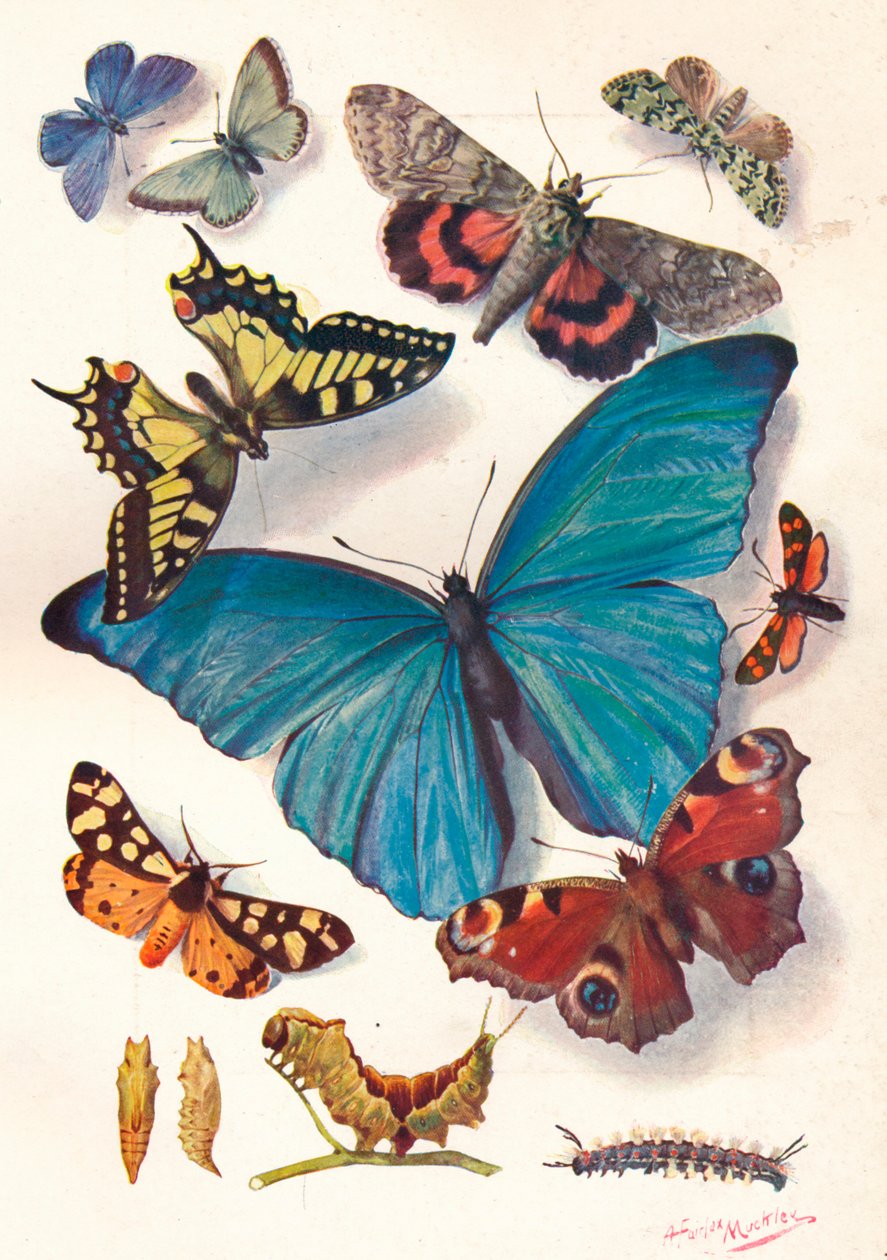 用于科学工作的色块插图示例，c1903。 作者 路易·费尔法克斯·马克利