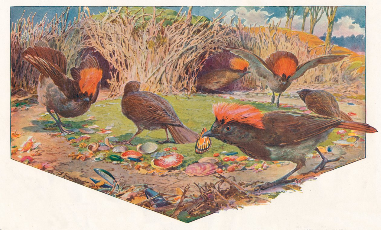 园丁·鲍尔·伯德（Gardener Bower Birds），1911年，1911年 作者 路易·费尔法克斯·马克利