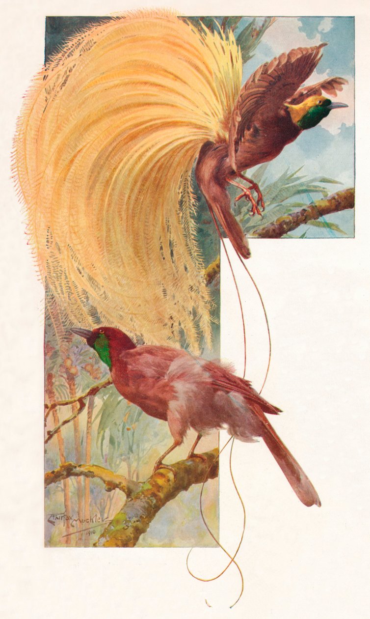 天堂大鸟，1910年，1911年 作者 路易·费尔法克斯·马克利