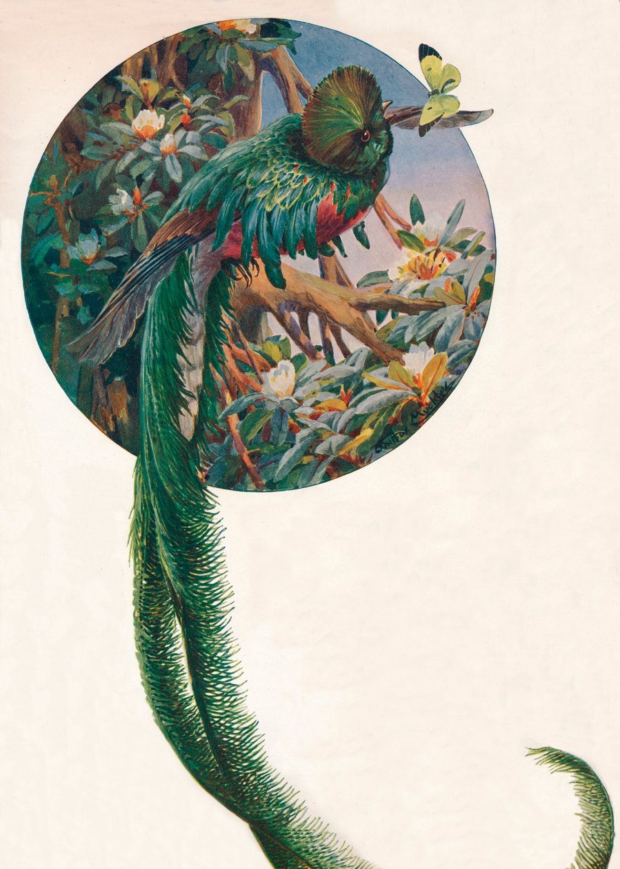 长尾蛙"，约1910年，1911年 作者 路易·费尔法克斯·马克利