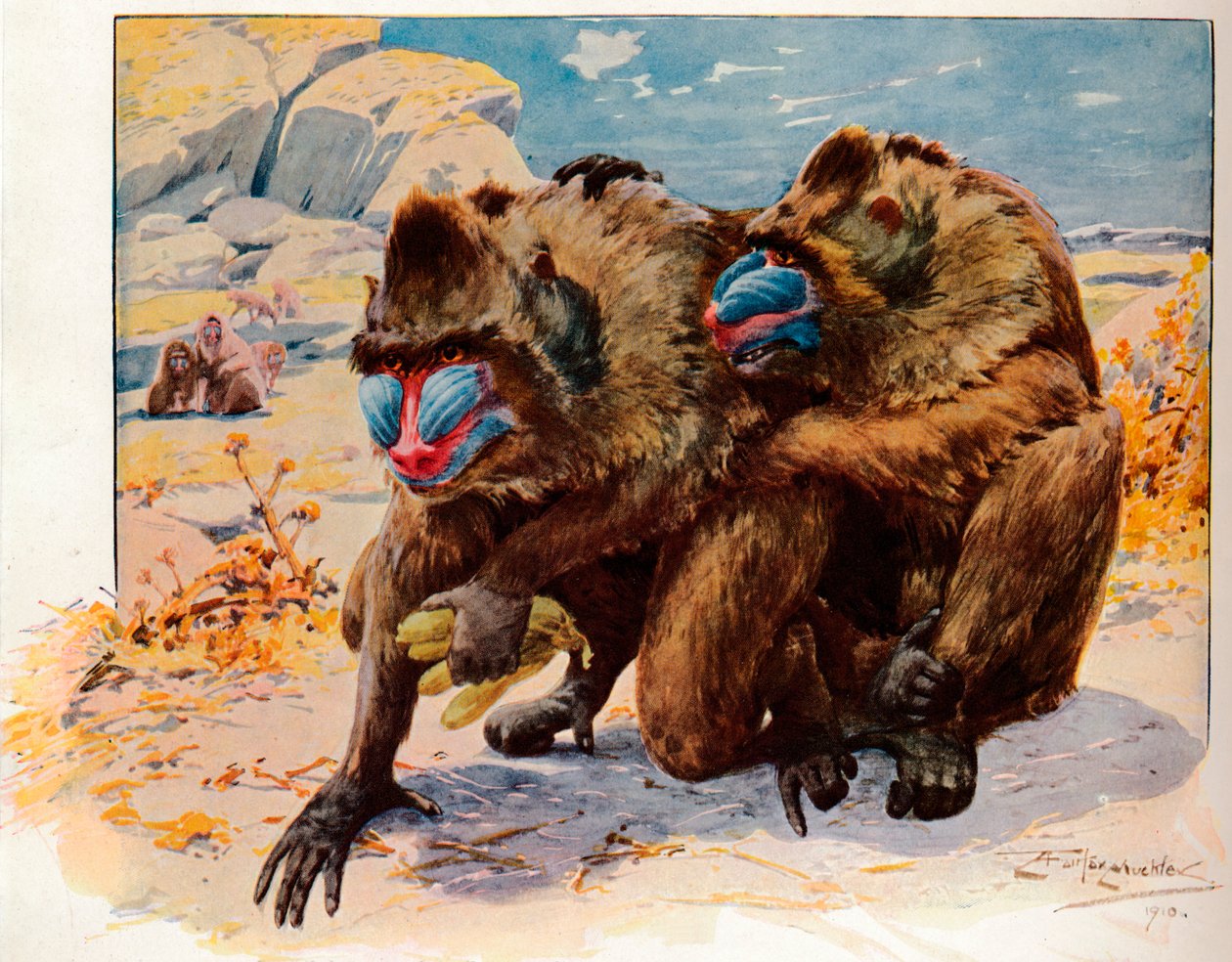 Mandrills，1910年，1911年 作者 路易·费尔法克斯·马克利