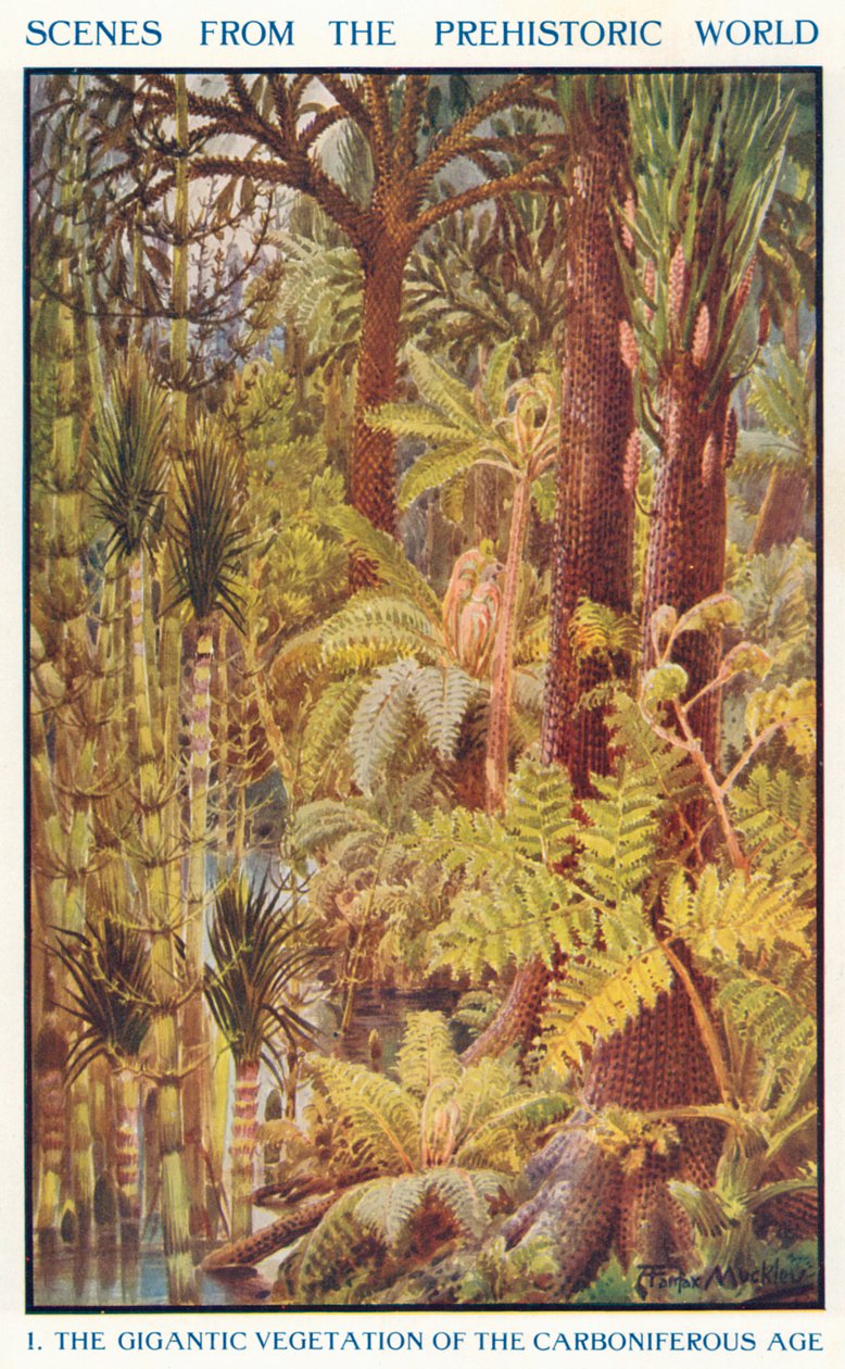 石炭纪的巨大植被（彩色石版画） 作者 路易·费尔法克斯·马克利