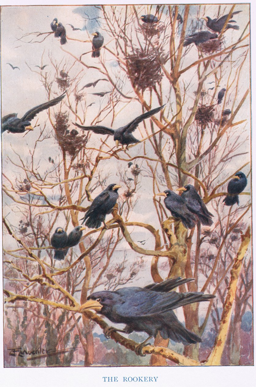 《The Rookery》，《Country Ways and Country Days》插图（彩色平版印刷） 作者 路易·费尔法克斯·马克利