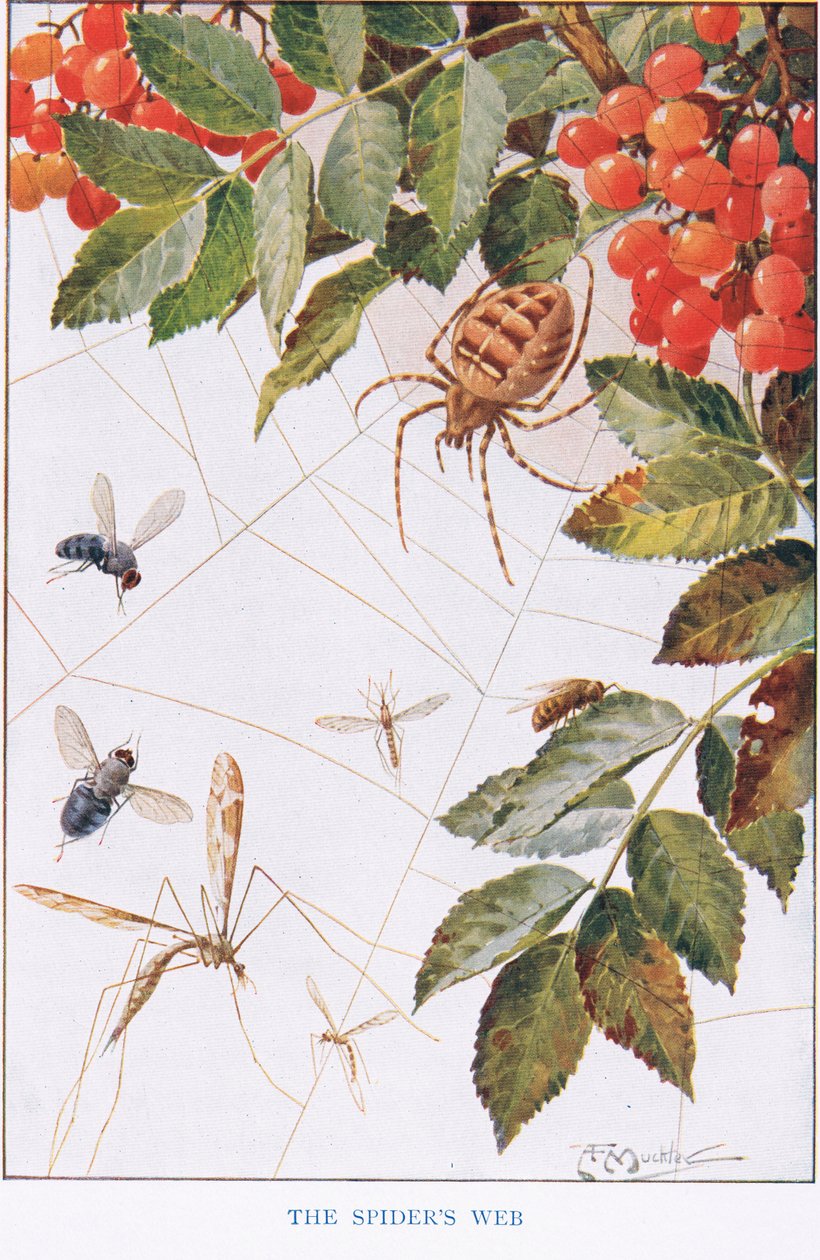 The Spider
