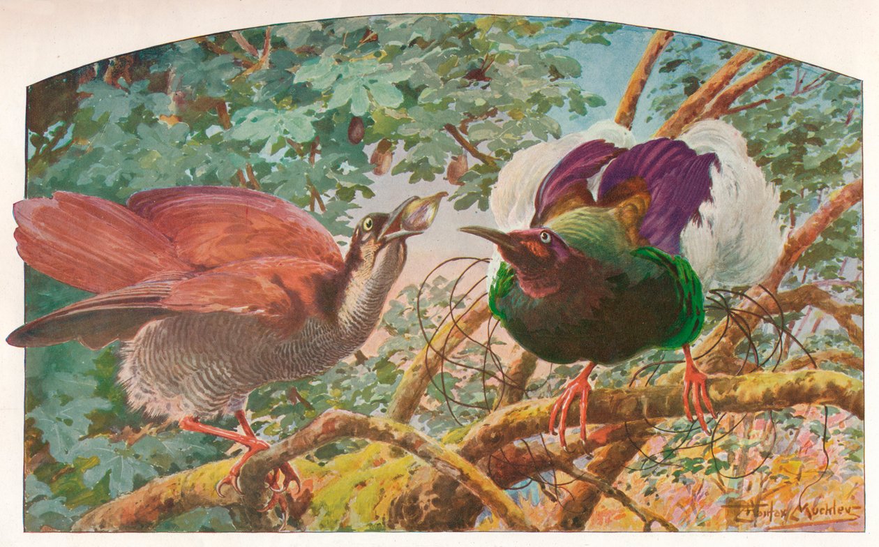 十二线天堂鸟，c1910，1911年 作者 路易·费尔法克斯·马克利
