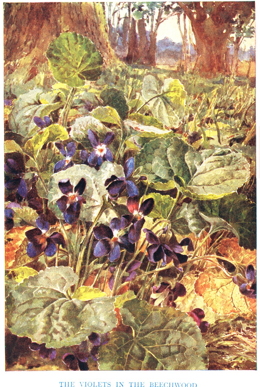 山毛榉林中的紫罗兰》插图（彩色石版画） 作者 路易·费尔法克斯·马克利