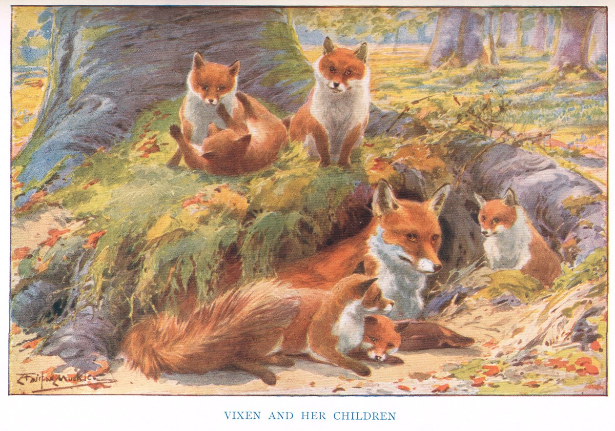 Vixen 和她的孩子们，插图来自《Country Ways and Country Days》（彩色平版印刷） 作者 路易·费尔法克斯·马克利