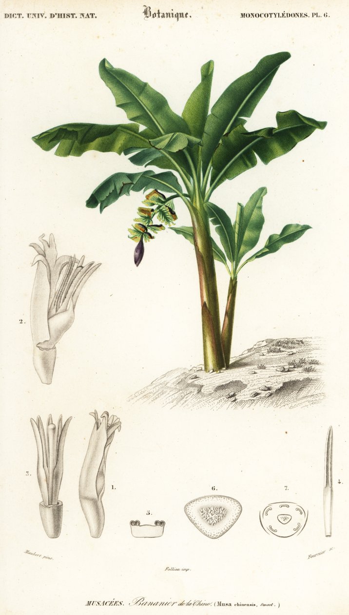 香蕉，Musa acuminata.，1849 年（雕刻） 作者 路易斯·约瑟夫·爱德华·莫贝尔