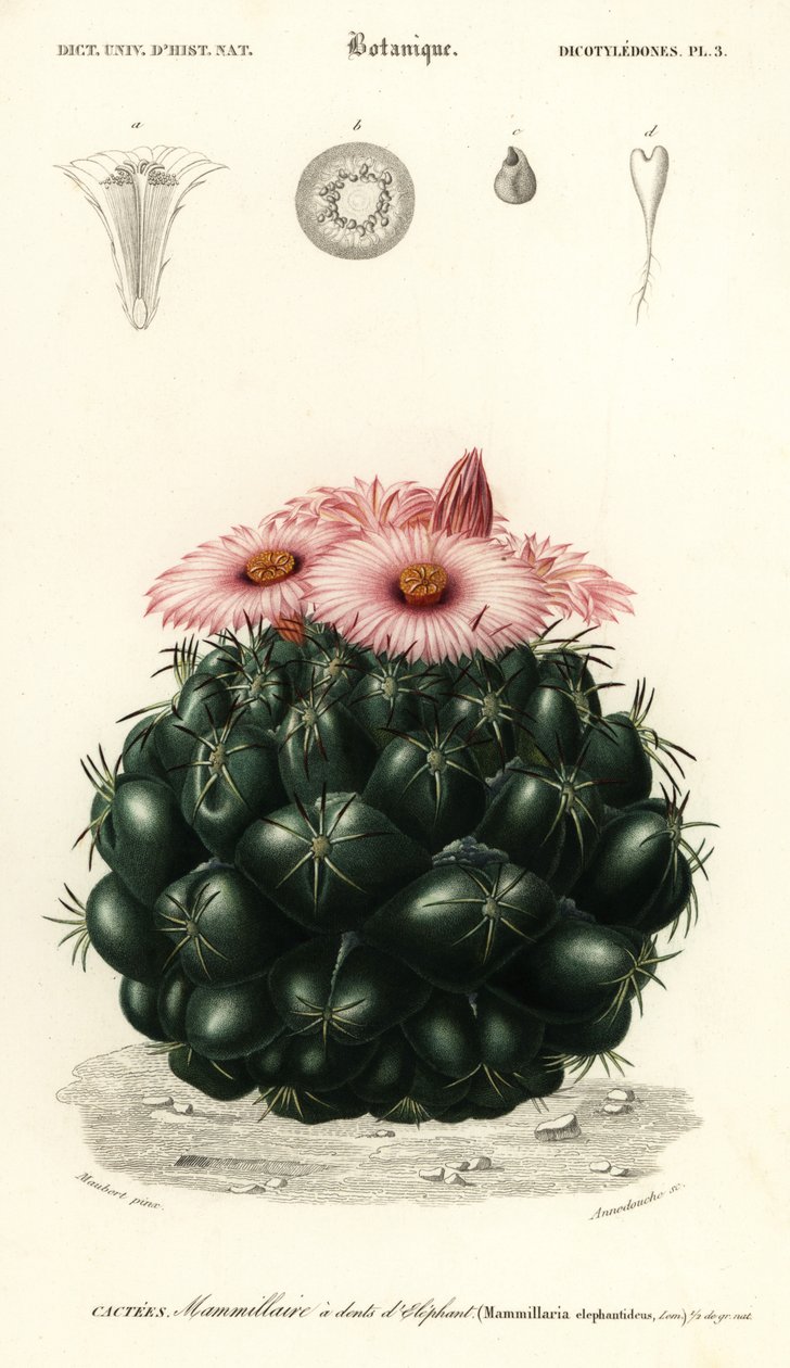 蜂巢仙人掌，Coryphanthaelephanidens.，1849（雕刻） 作者 路易斯·约瑟夫·爱德华·莫贝尔