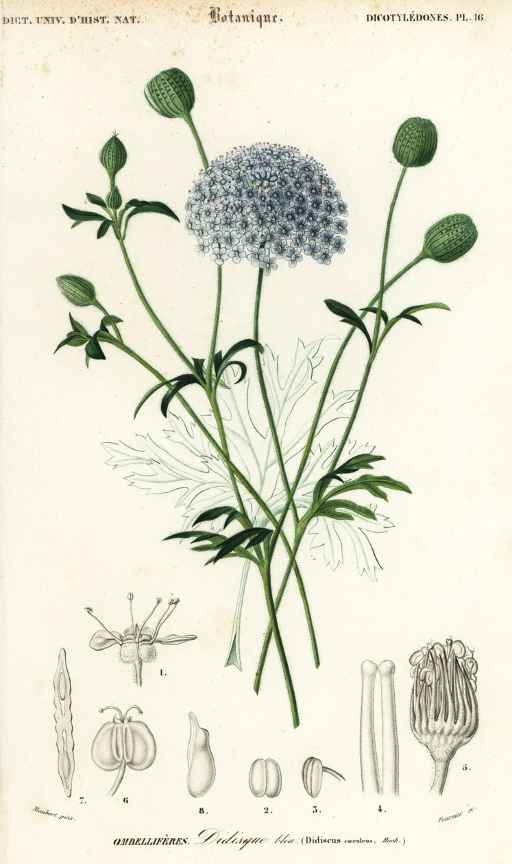 蓝色蕾丝花，Trachymene coerulea。1849年（雕刻） 作者 路易斯·约瑟夫·爱德华·莫贝尔