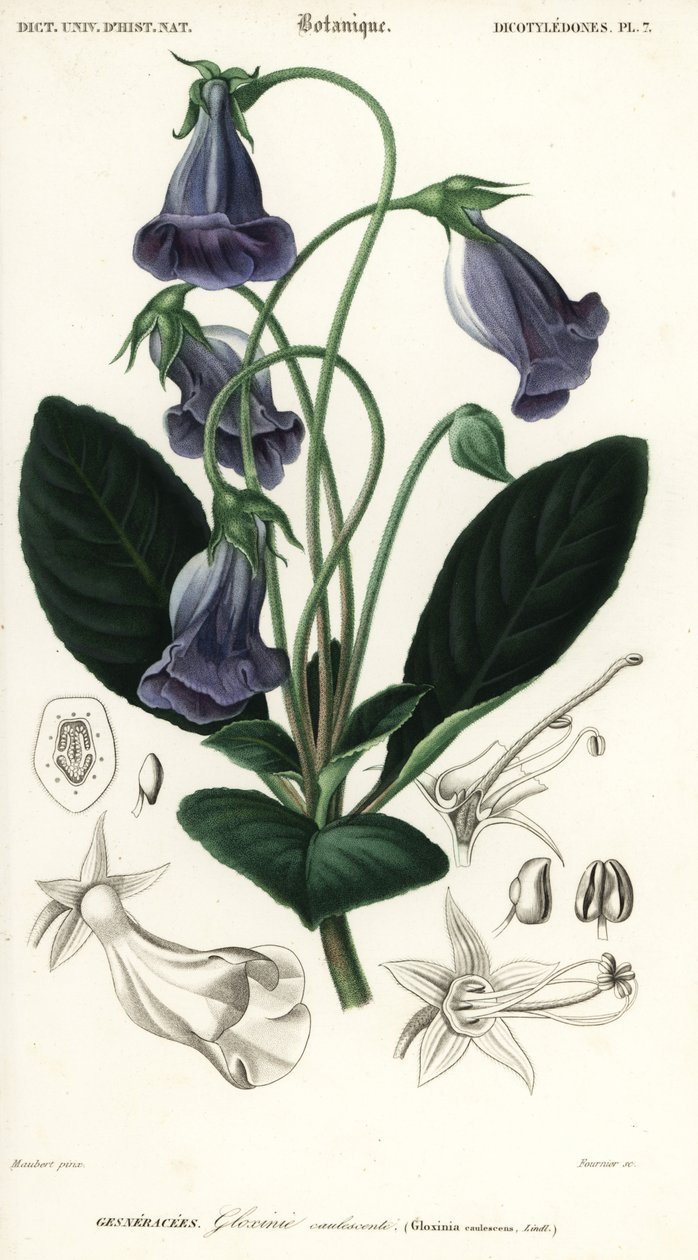 巴西大岩桐，Sinningia spiosa.，1849 年（雕刻） 作者 路易斯·约瑟夫·爱德华·莫贝尔