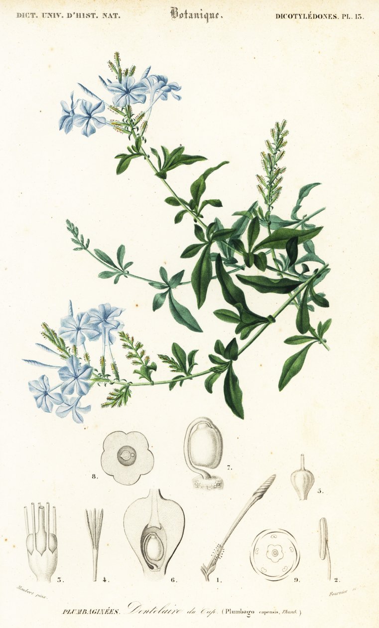 Cape Leadwort，Plumbago auriculata，1849 年（雕刻） 作者 路易斯·约瑟夫·爱德华·莫贝尔