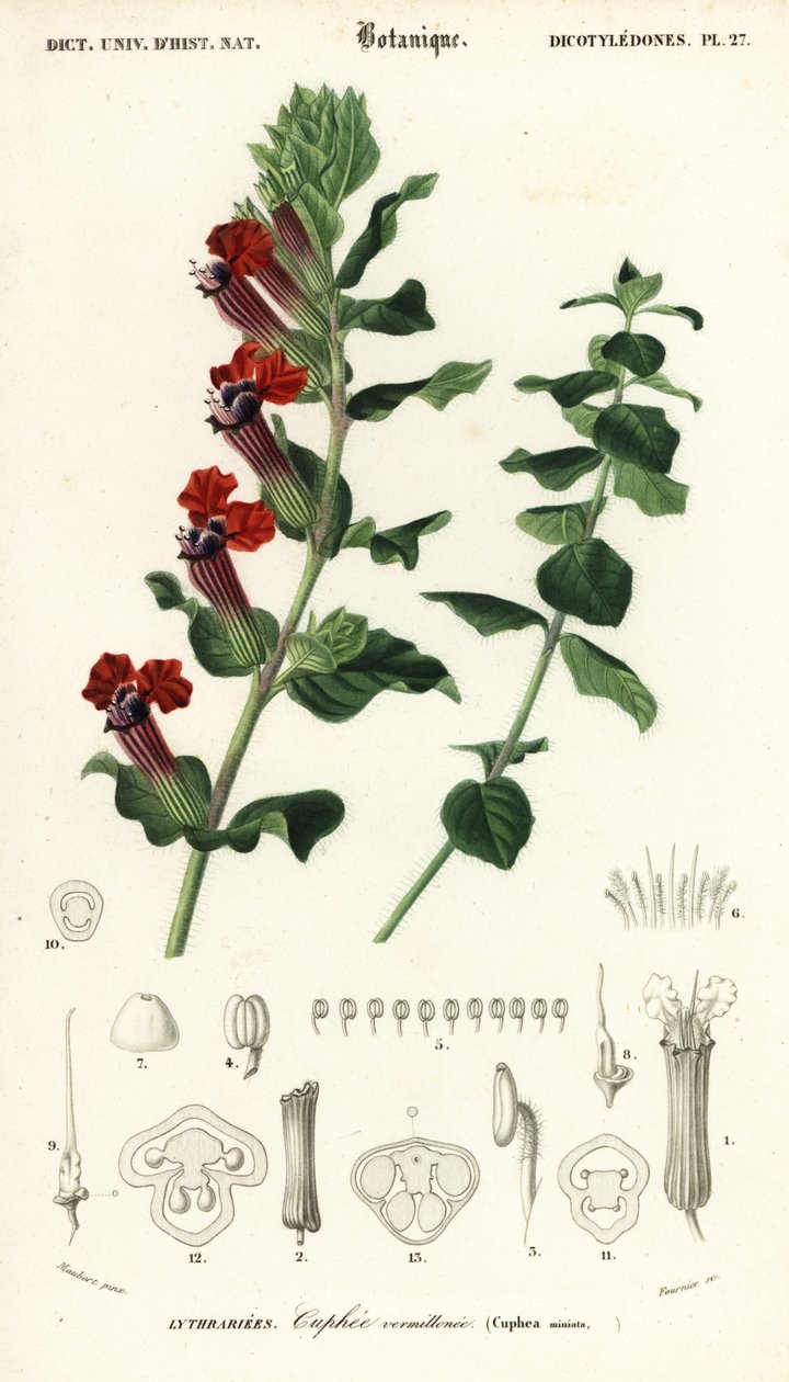 雪茄植物，Cuphea llavea。1849年（雕刻） 作者 路易斯·约瑟夫·爱德华·莫贝尔