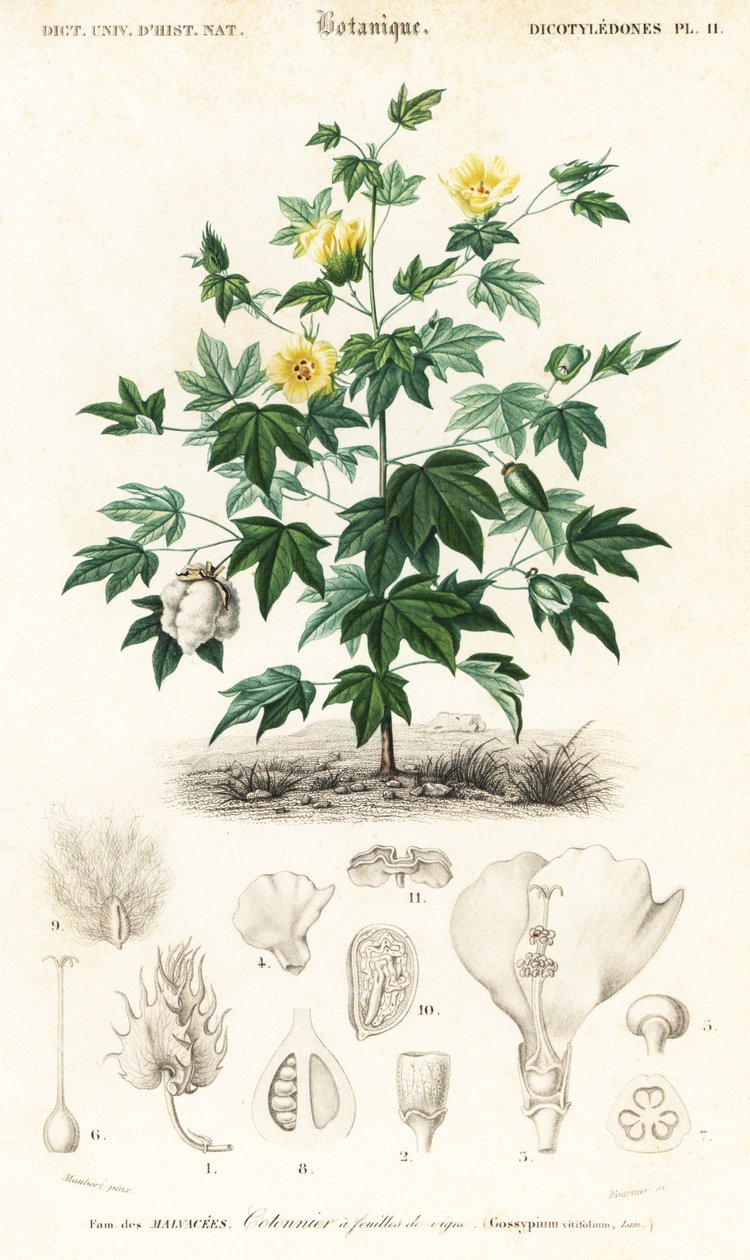 棉花植物，Gossypium barbadense，1849 年（雕刻） 作者 路易斯·约瑟夫·爱德华·莫贝尔