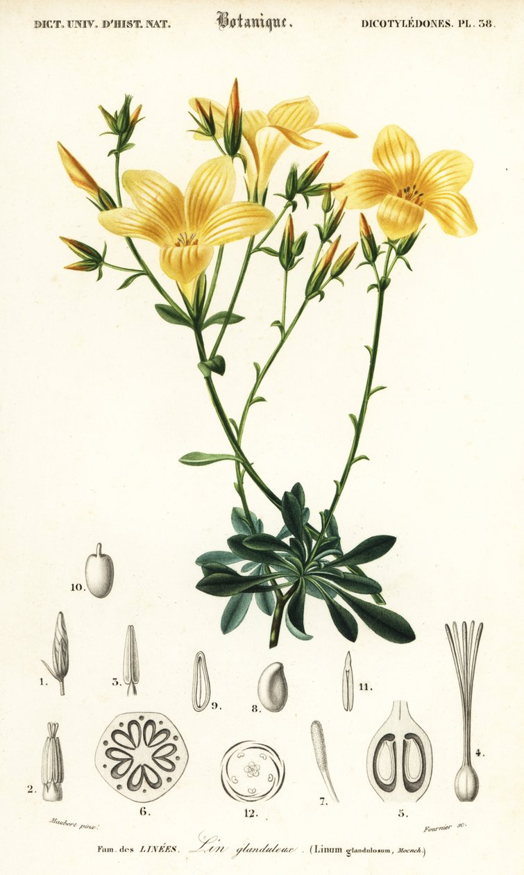 Flax, Linum campanulatum.,1849 (engraving) 作者 路易斯·约瑟夫·爱德华·莫贝尔