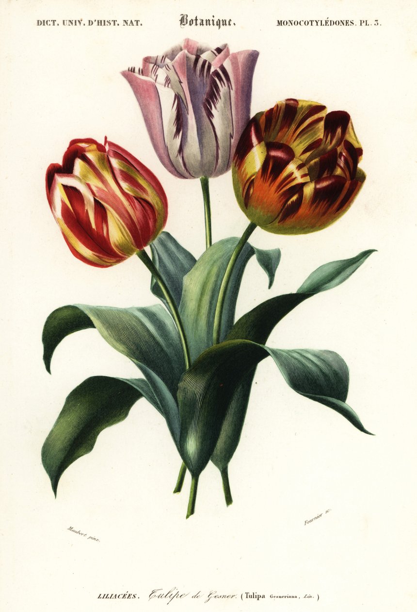 花园郁金香，Tulipa gesneriana.，1849 年（雕刻） 作者 路易斯·约瑟夫·爱德华·莫贝尔