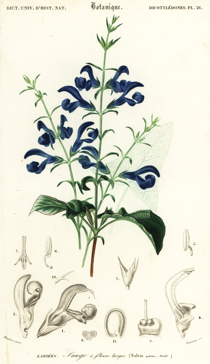 龙胆鼠尾草或传播鼠尾草，Salvia patens.，1849 年（雕刻） 作者 路易斯·约瑟夫·爱德华·莫贝尔