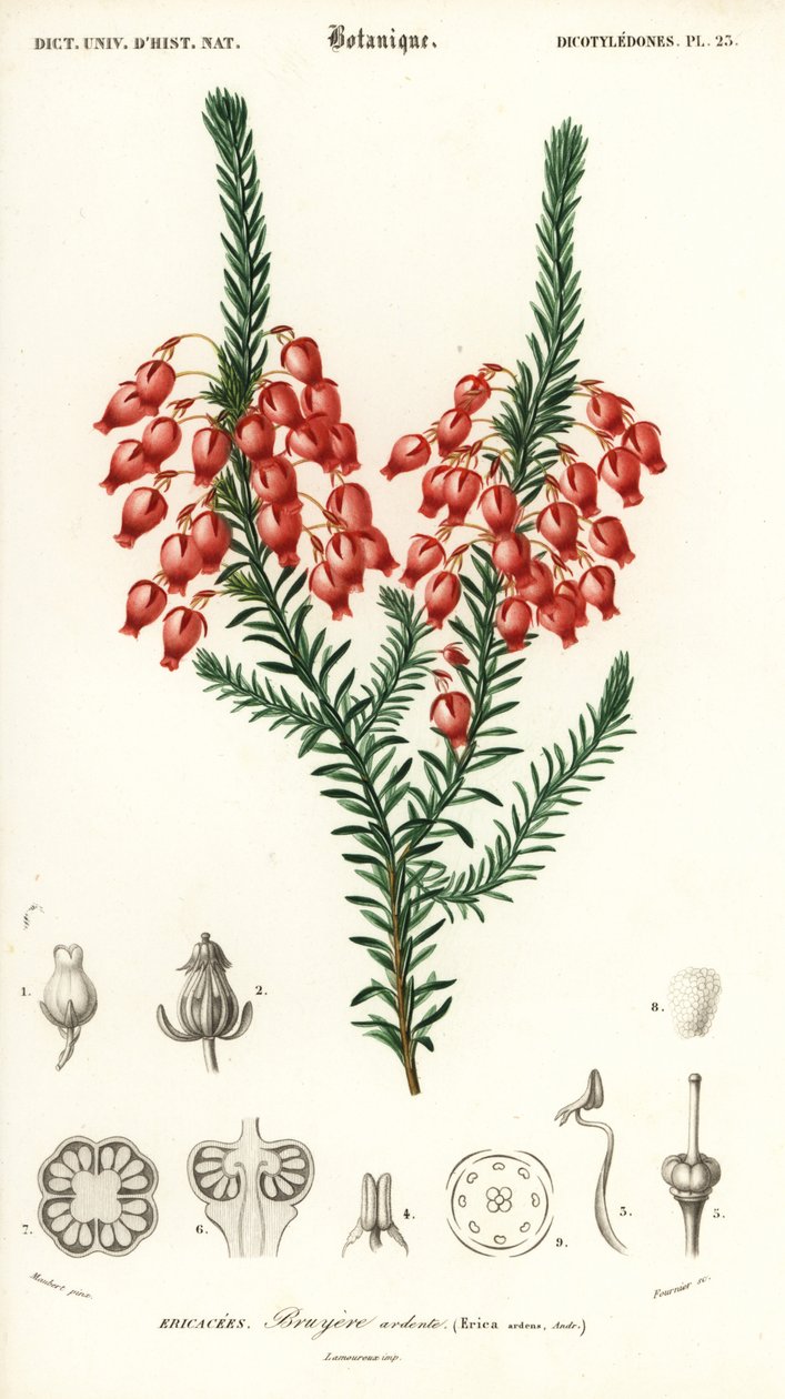 发光的石楠，Erica ardens。1849年（雕刻） 作者 路易斯·约瑟夫·爱德华·莫贝尔