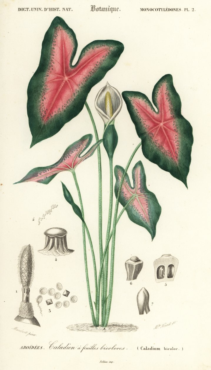 耶稣之心, Caladium bicolor.1849年（雕刻） 作者 路易斯·约瑟夫·爱德华·莫贝尔