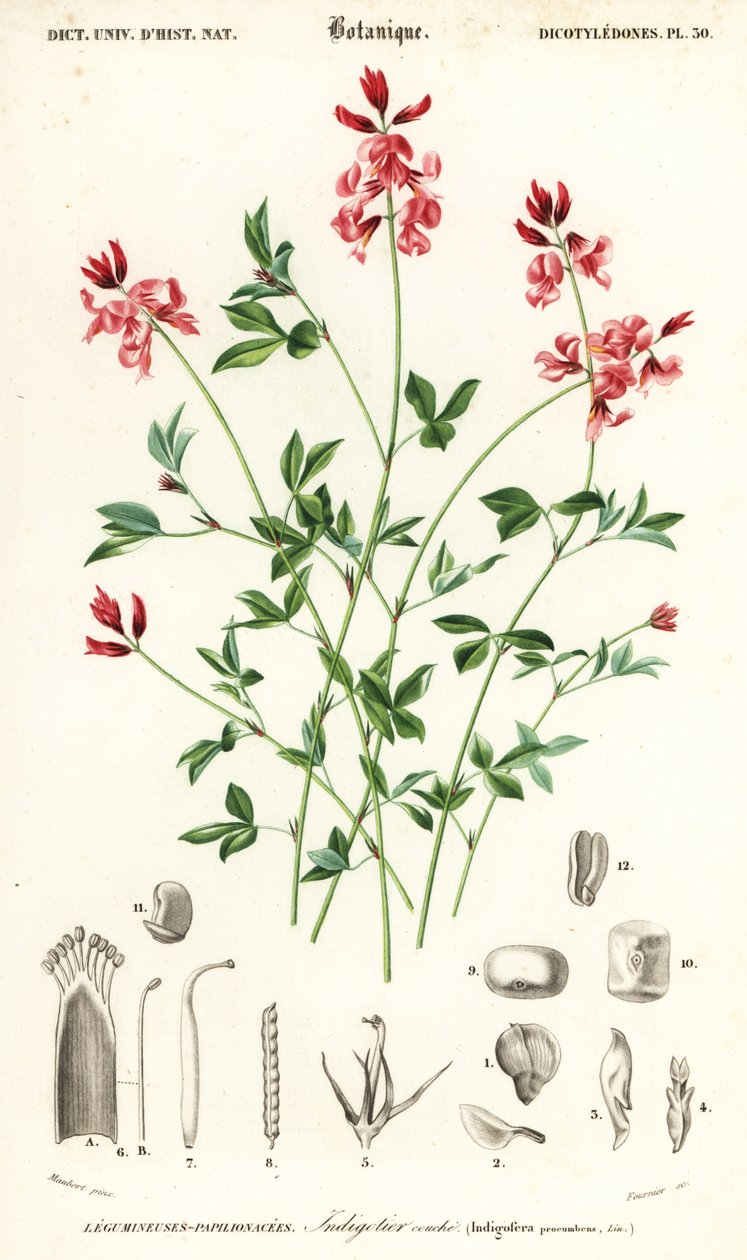 蓝靛草，Indigofera procumbens。,1849（雕刻） 作者 路易斯·约瑟夫·爱德华·莫贝尔