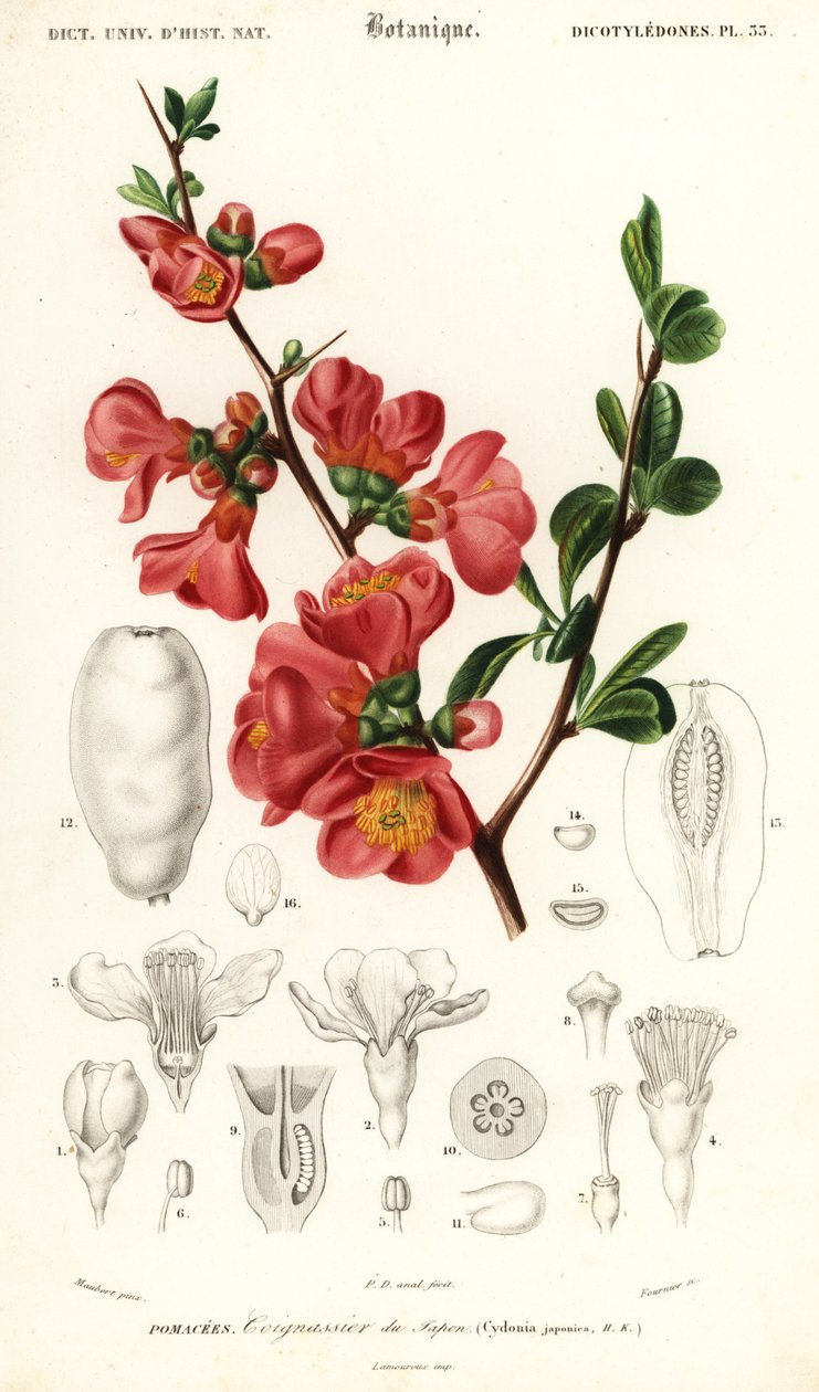 日本榅桲，Chaenomeles japonica，1849 年（雕刻） 作者 路易斯·约瑟夫·爱德华·莫贝尔