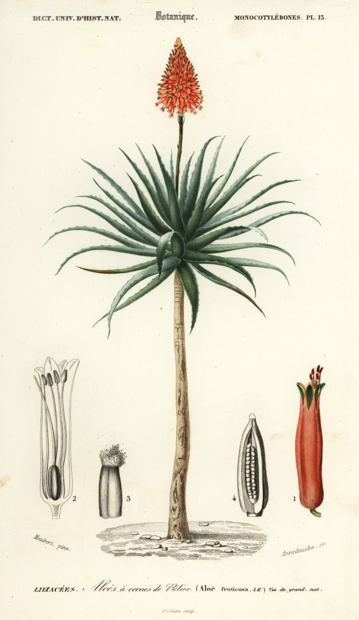 克兰茨芦荟，Aloe arborescens。 作者 路易斯·约瑟夫·爱德华·莫贝尔