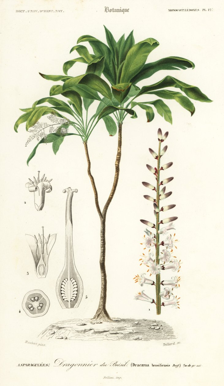 棕榈百合，Cordyline fruticosa.，1849 年（雕刻） 作者 路易斯·约瑟夫·爱德华·莫贝尔