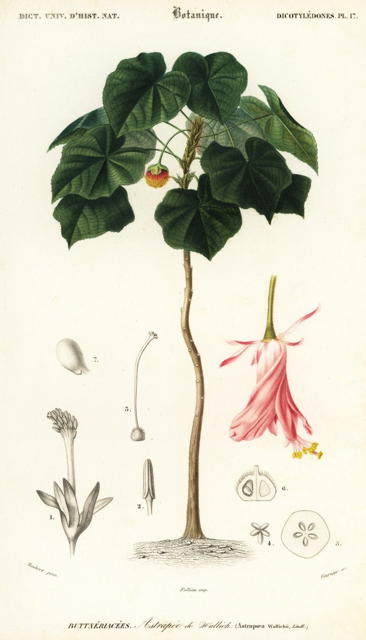 粉红球，Dombeya wallichii。 ,1849（雕刻） 作者 路易斯·约瑟夫·爱德华·莫贝尔