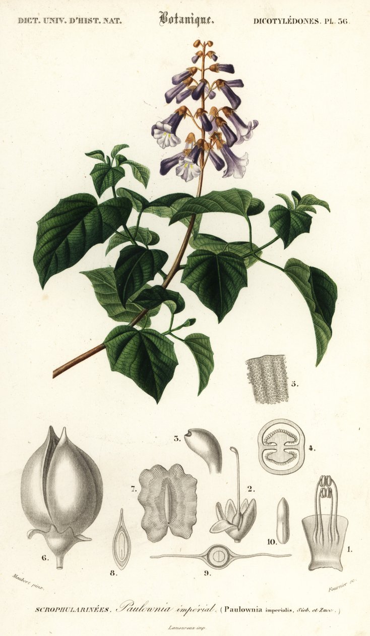 公主树、皇后树或狐尾草树，泡桐，1849 年（雕刻） 作者 路易斯·约瑟夫·爱德华·莫贝尔