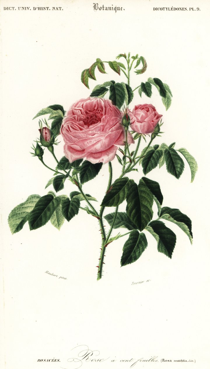 普罗旺斯玫瑰，Rosa x centifolia.，1849 年（雕刻） 作者 路易斯·约瑟夫·爱德华·莫贝尔