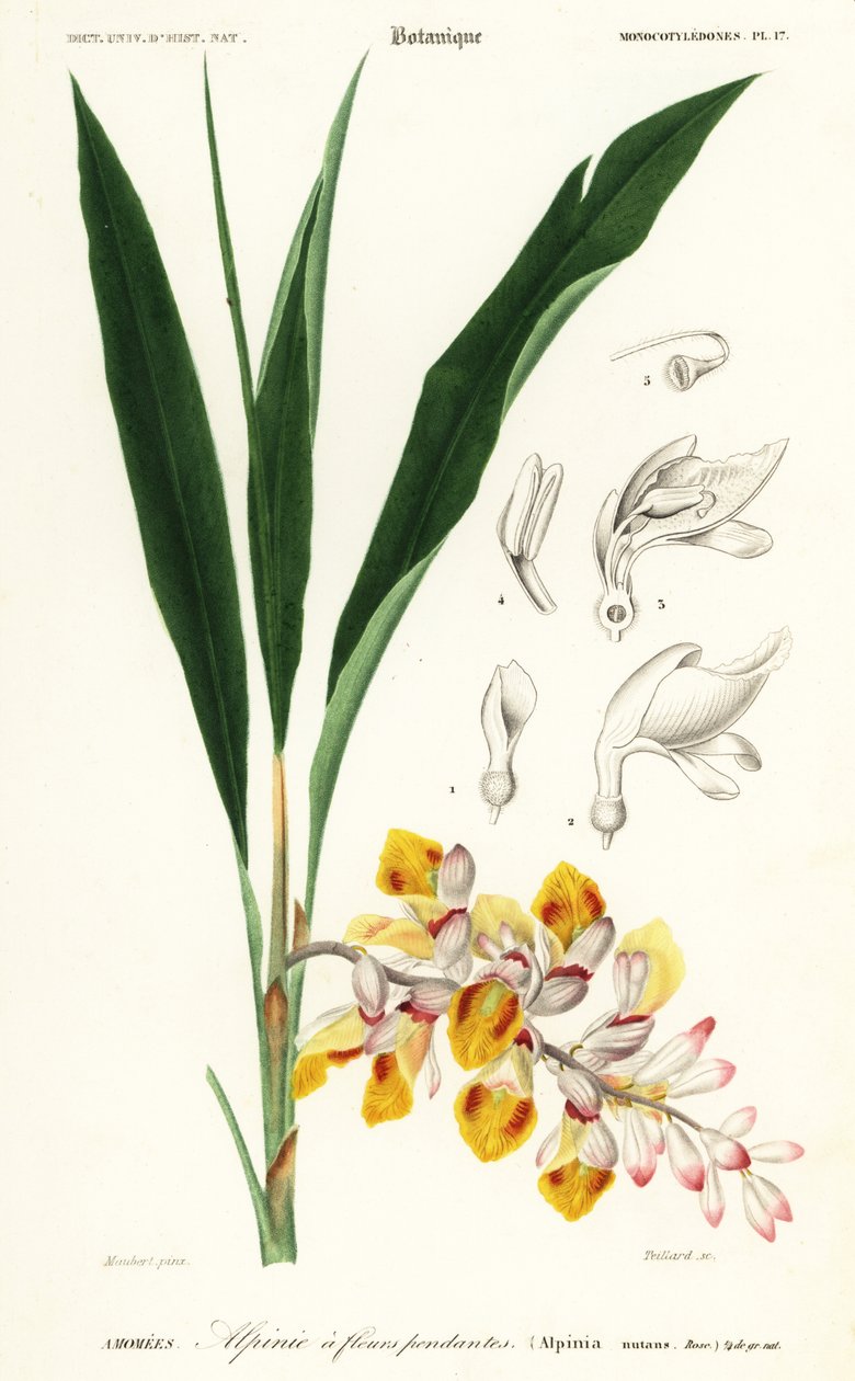 贝壳花，Alpinia nutans.1849年（雕刻） 作者 路易斯·约瑟夫·爱德华·莫贝尔