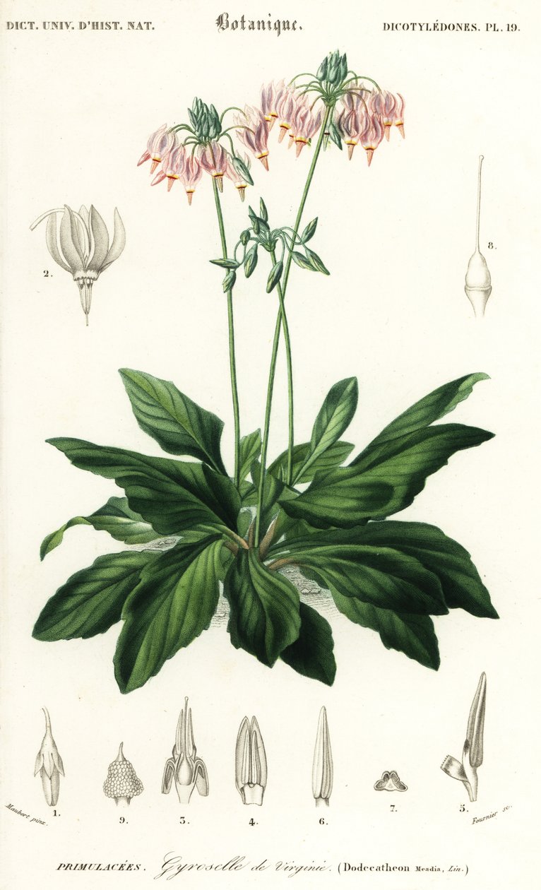 流星或东方流星，Dodecatheon meadia。1849年（雕刻） 作者 路易斯·约瑟夫·爱德华·莫贝尔