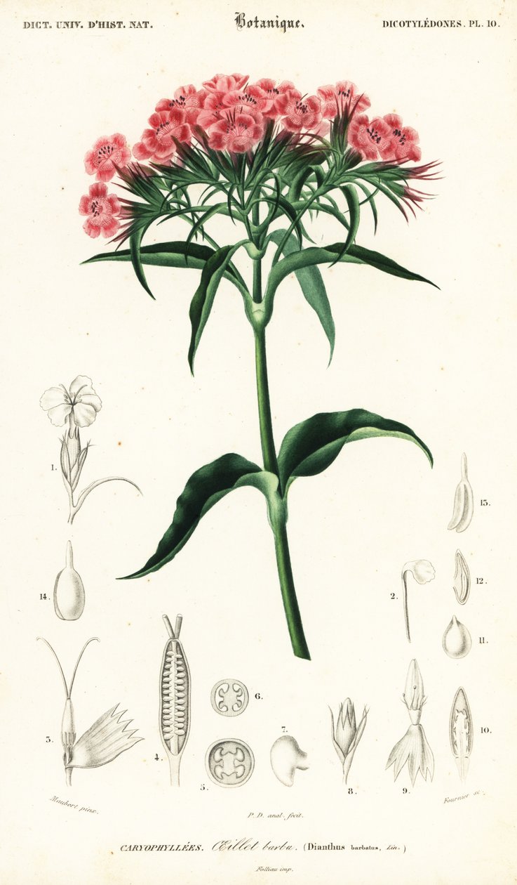 甜蜜的威廉，石竹，1849 年（雕刻） 作者 路易斯·约瑟夫·爱德华·莫贝尔
