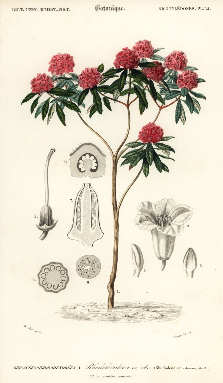 树杜鹃，杜鹃树园。 ,1849（雕刻） 作者 路易斯·约瑟夫·爱德华·莫贝尔