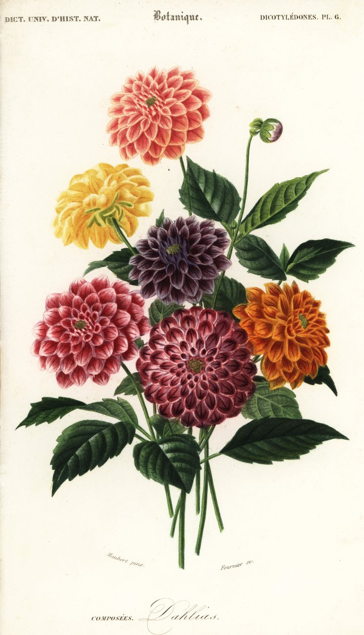 花园大丽花的变种，Dahlia pinnata ，1849 年（雕刻） 作者 路易斯·约瑟夫·爱德华·莫贝尔