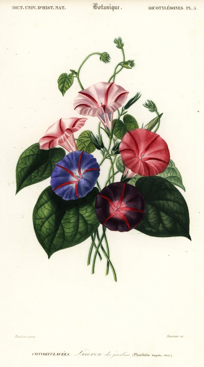 牵牛花品种，Pharbitis hispida.，1849 年（雕刻） 作者 路易斯·约瑟夫·爱德华·莫贝尔