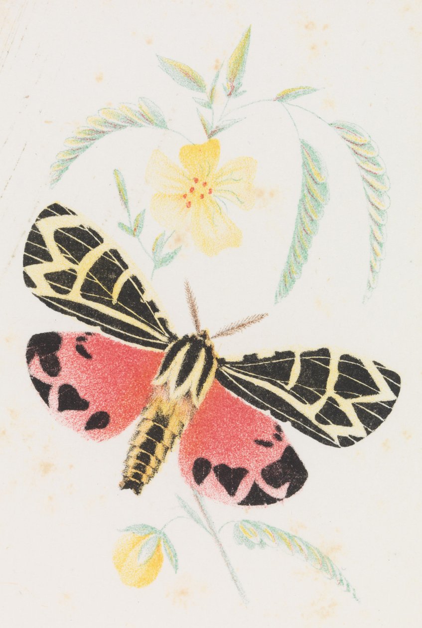 Arctia Virgo, 1862. 作者 路易斯·普朗