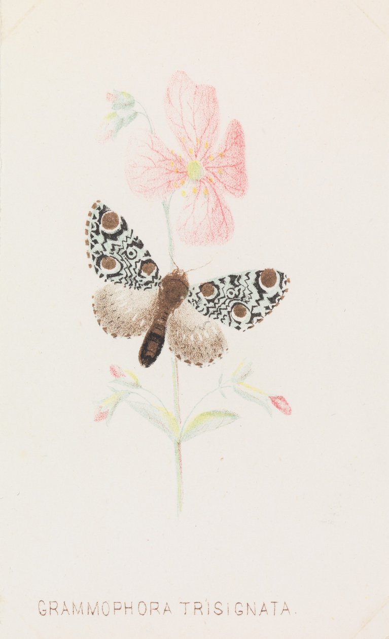 Grammophora Trisignata, 1862. 作者 路易斯·普朗